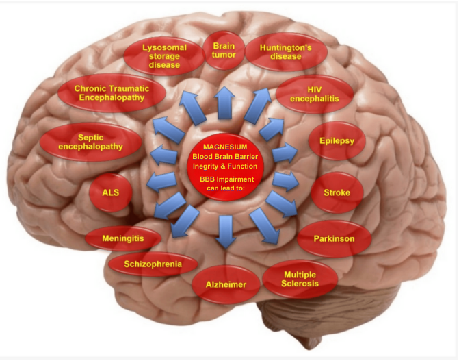Yes Health Fast Magnesium Chloride crosses the blood brain barrier